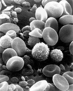 Identifican 46 variantes genéticas asociadas a las cualidades de la sangre