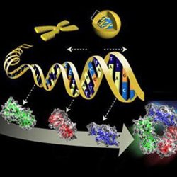 Reprograman células con diminutos círculos de ADN que no se integran en el genoma