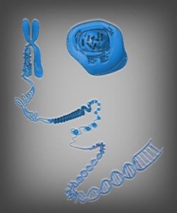 Identifican la primera variante genética asociada al envejecimiento biológico en humanos