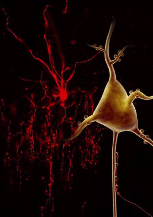 El regenerador de neuronas El regenerador de neuronas