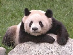 Los pandas del zoo de Madrid Bing Xing y Hua Zui Ba celebrarán este fin de semana su cumpleaños con una gran fiesta