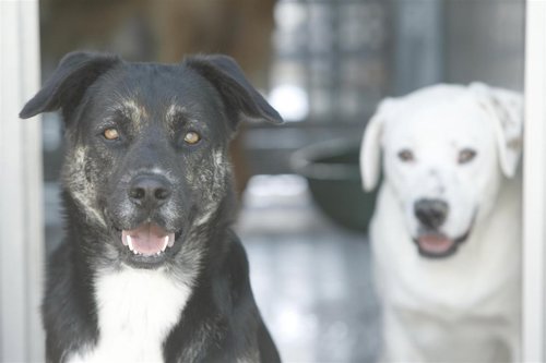 Defensores de los animales piden no regalar mascotas