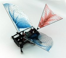 Robot Pájaro
