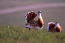 Avurtaras Son Aves Protegidas Por Las Políticas De Diversidad Biológica De La UE