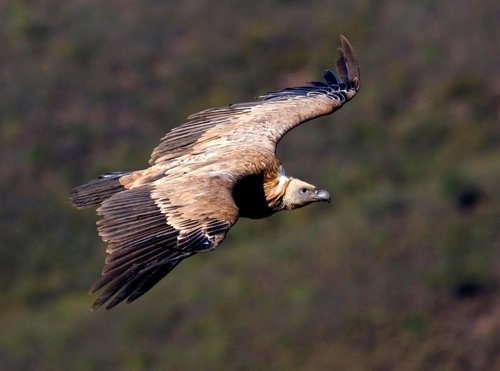 aves carroneras de chile