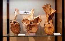 Vértebras De Demandasaurus Expuestas En El Museo De Salas