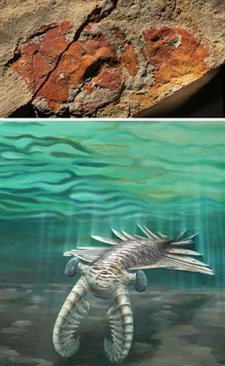 Resto Fósil Y Recreación De Un Anomalocaris 
