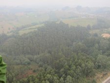 Bosque