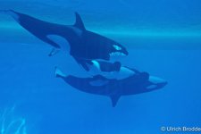 Orcas Del Loro Parque