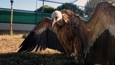 Buitre Leonado