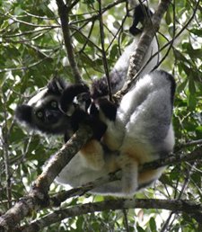 Lemur