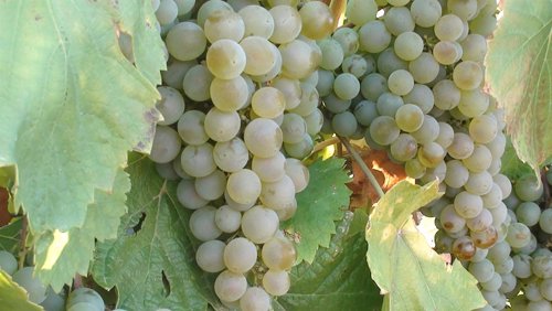 La Xunta aplica las sanciones por exceso de producción de uva en 2010