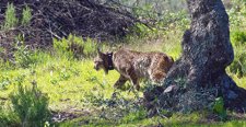 Ejemplar De Lince Ibérico