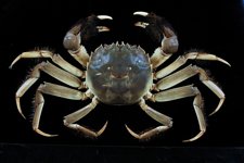 Ejemplar De Cangrejo Chino, Invasor En Los Ríos De Europa Y Norte De América.