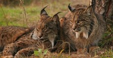 Pareja Lince