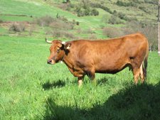 Vaca