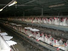 Gallinas