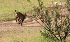 Suelta De Un Ejemplar De Lince Ibérico 
