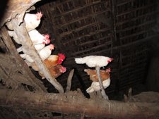 Gallinas y Gallos