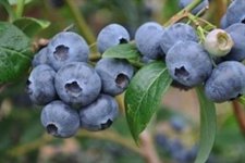 Uvas
