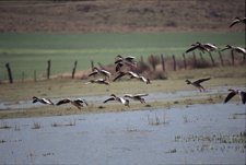 Una Bandada De Gansos Sobrevuela La Laguna De Pitillas. 