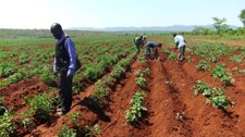 Agricultures Angoleños