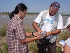 Anillamiento De Ave, Gaviota Corsa