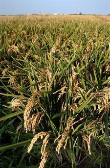 Campo de arroz