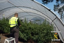 Una De Las Plantaciones De Marhuana Localizada.