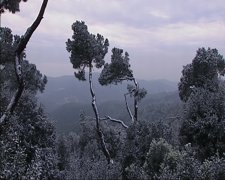 La Nieve Llega A Barcelona