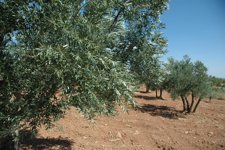 Olivos