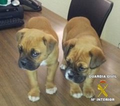 Foto: Detienen a los presuntos autores del robo de dos cachorros de boxer en Los Santos de Maimona (GUARDIA CIVIL )