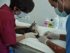 Veterinarios