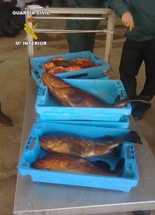 Guardia Civil Decomisa Más De 40 Kilos De Pescado