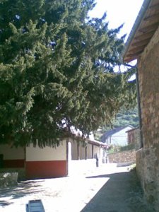 Tejo En El Páramo (Teverga)