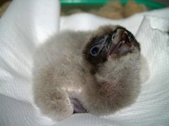 Foto: Nace el primer pollo de quebrantahuesos de la temporada 2012 (EUROPA PRESS/JUNTA DE ANDALUCÍA)