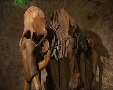 Roban Colmillos De Mamut En Barcelona