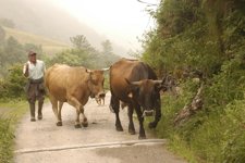 Un Ganadero 'Llenda' Sus Vacas De Raza Autócona.