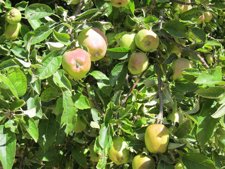 Manzano, Fruta, Frutales