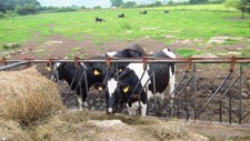 Vacas De Una Ganadería