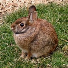 Un Conejo