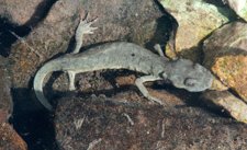 Tritón Pirenaico