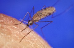Foto: La infección por malaria reduce el crecimiento fetal (WIKIMEDIA COMMONS)