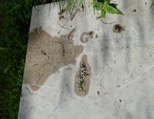 Detalle De La Tumba De Guillén En El Que Se Observa La Errata En La Fecha