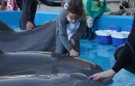 El Oceanogràfic recibe al visitante número 12 millones