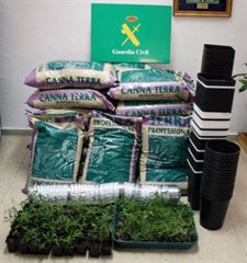 Plantas De Marihuana Y Sustrato Incautados En Ávila.