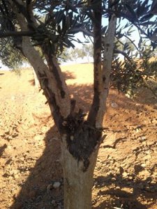 Daños Conejos En Olivar