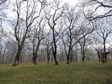 Bosque De Árboles, Robles