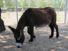 Burro