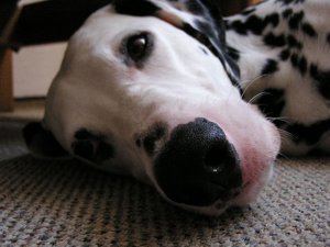 PERRO,